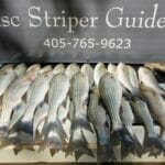A pile of striped bass waiting to be cleaned after a successful day of Fishing on Lake Texoma