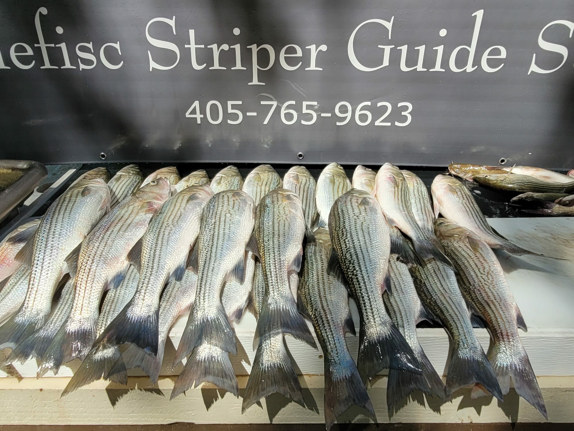 A pile of striped bass waiting to be cleaned after a successful day of Fishing on Lake Texoma